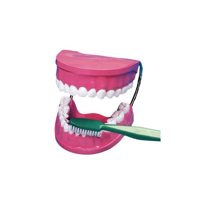 La bouche - les dents + brosse à  dent géante 2038