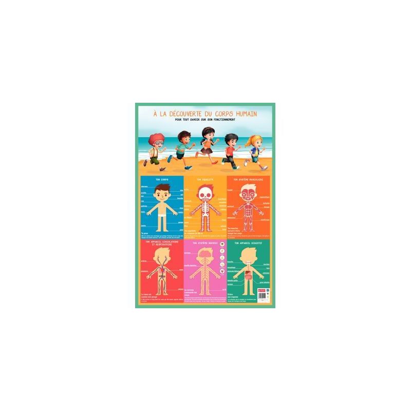 Achetez Poster PVC 76x52 cm le corps humain PAPPOSTCORPS pas cher sur Ma Rentrée Scolaire