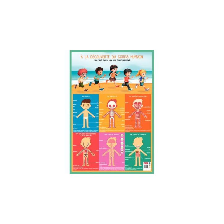 Poster PVC 76x52 cm le corps humain PAPPOSTCORPS